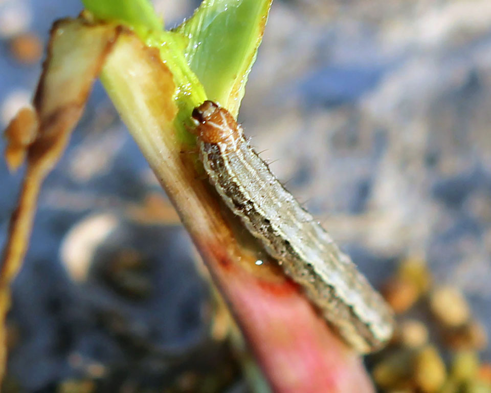 Fall armyworm and corn earworm Bt protein resistance presents growing problem